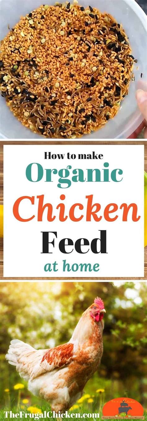 Organic Homemade Chicken Feed Recipe That Won T Break The Bank