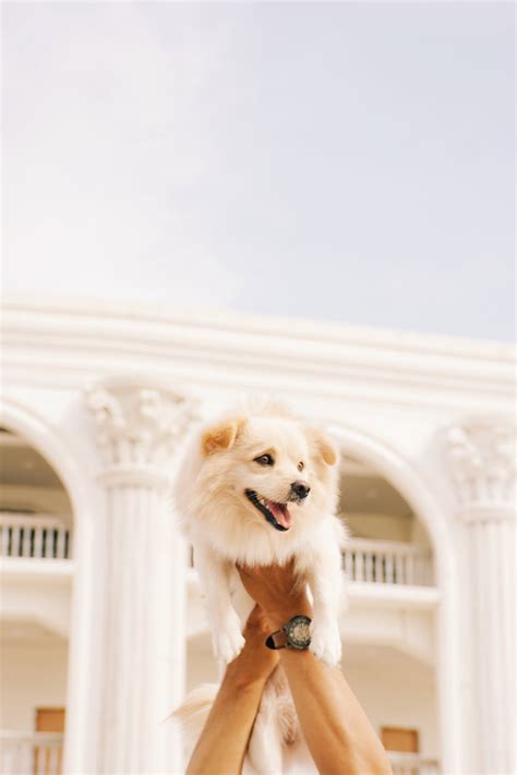 Cute Smiling Dog · Free Stock Photo