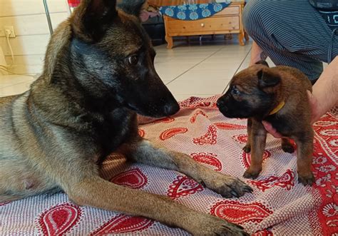 Chiots Malinois Lof Uncompagnon Fr