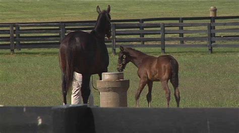 Zenyattas First Foal A Handful Zenyatta Horse Foals Horses