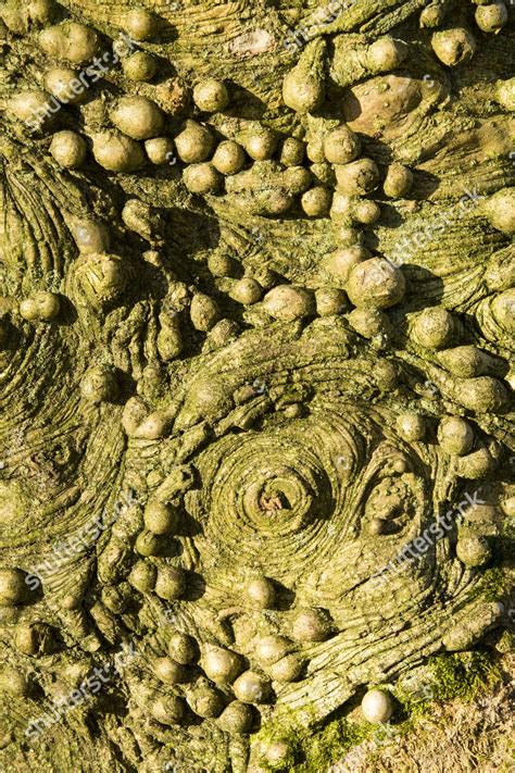 knobbly growths  holly tree trunk editorial stock photo stock image