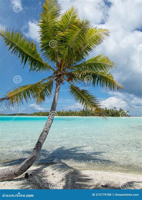 Lone Solo Palm Tree On The Blue Lagoon Beach At Rangiroa Atoll French