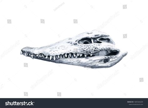 Watercolor Drawing Monochrome Crocodile Skull Stock Illustration 1845584209 | Shutterstock