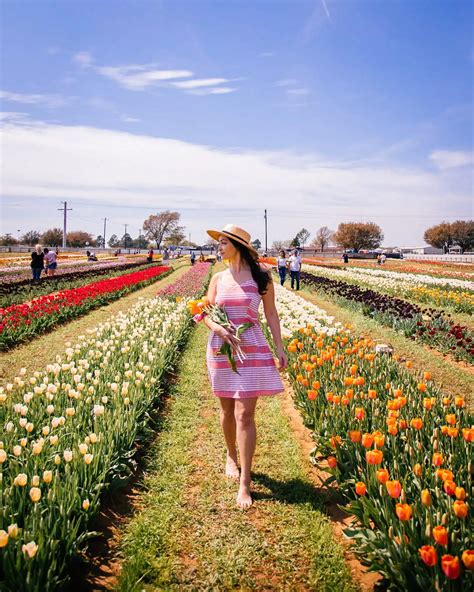 Tulip Festival Dallas Tx - Alissa Eleonore