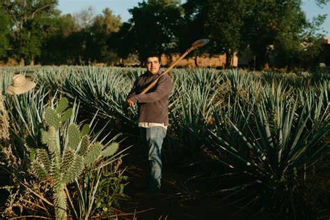 Harvesting Agave Plants Photos, Download The BEST Free Harvesting Agave