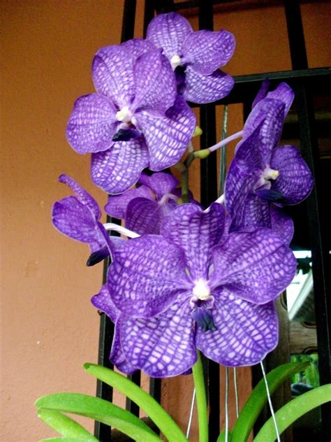 Guatemala | Orchid show, Orchids, Most beautiful flowers