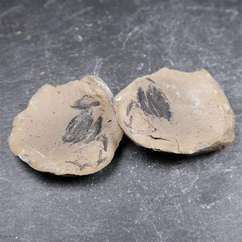 Silurian Wenlock Wrens Nest Fossils From The Wrens Nest Dudley Uk