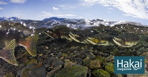 Bristol Bay Salmon Are In Hot Water Hakai Magazine