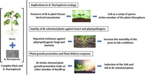 Bacillus Thuringiensis As A Biofertilizer In Crops And Their