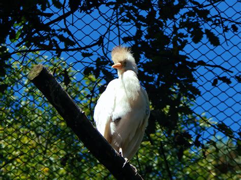 Free Images Tree Nature Branch Bird Sunlight Flower Animal Zoo