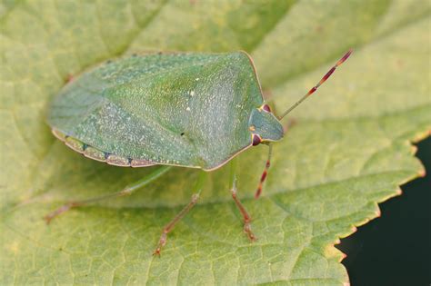 Green Stink Bug - Prevention and Control