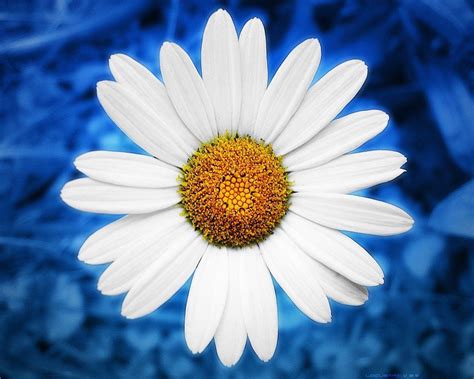 Daisy Wallpapers - Wallpaper Cave