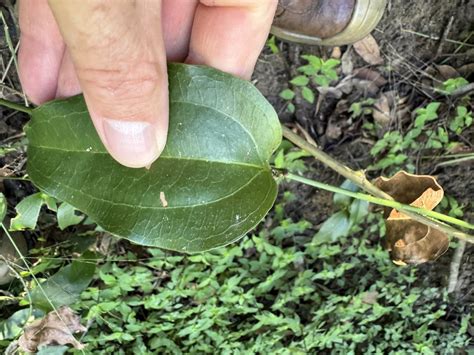 Austral Sarsaparilla In June 2024 By Cwelden Ecp INaturalist