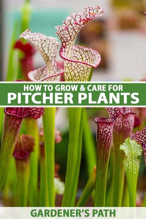 How to Grow and Care for Pitcher Plants (Sarracenia)