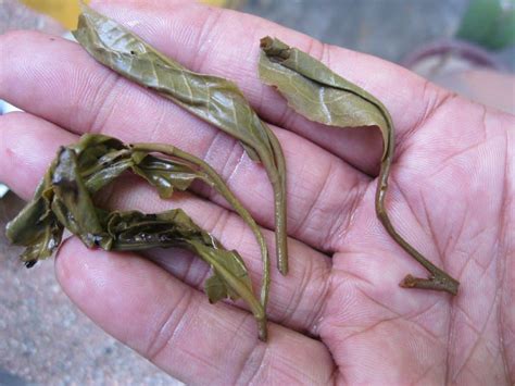 Naked Ma Hei 14 Dragon Pearl Update Mid Aged Puerhs