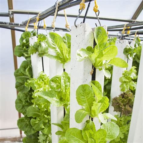 Meghalaya Trains Local Farmers In Hydroponic Farming To Boost