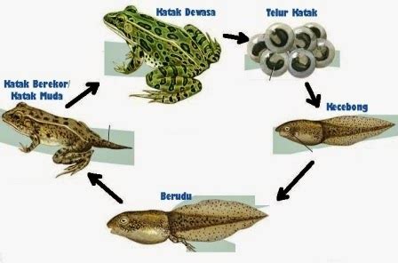 METAMORFOSIS SEMPURNA DAN TIDAK SEMPURNA ~ BIOLOGY EDU