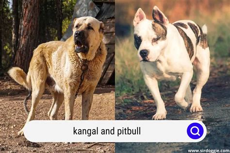 Kangal vs. Pitbull: Who Would Win in a Fight? - SirDoggie.com