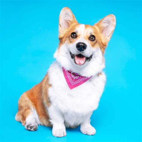 National Corgi Day 2024 Cyb Tanhya