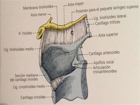 Anatomia De La Laringe Y Tráquea Ppt