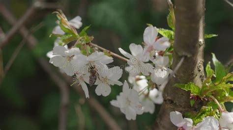 Rama De Manzano Con Flores Blancas En Flor Polinizada Por Abeja De Miel