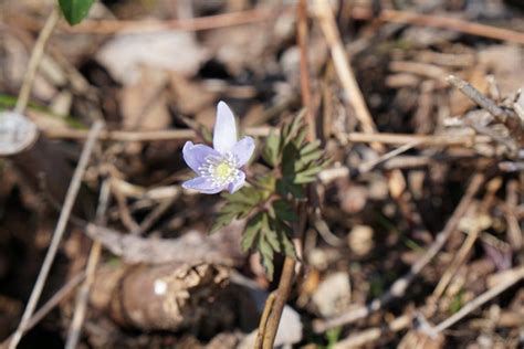 お知らせ・スタッフブログ 落倉自然園の水芭蕉白馬ハイランドホテル【公式】白馬姫川温泉