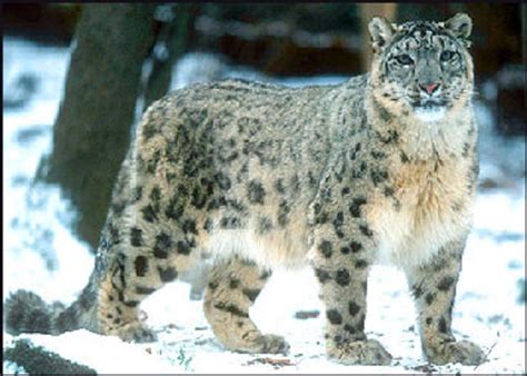 Snow Leopard Panthera Uncia Classification Snow Nsnow Leopard