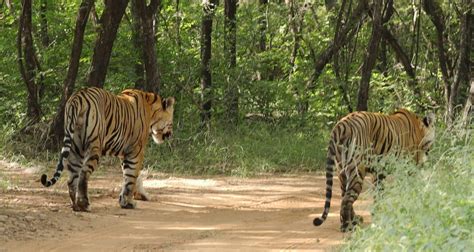 Delhi Jaipur Ranthambore Tour By Train By Gobook India Tours Tourradar