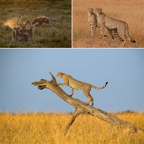 The Cheetah Africa Geographic