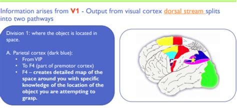 Neuro Phys Voluntary Control Flashcards Quizlet