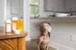 Gabapentin for Dogs Dosage