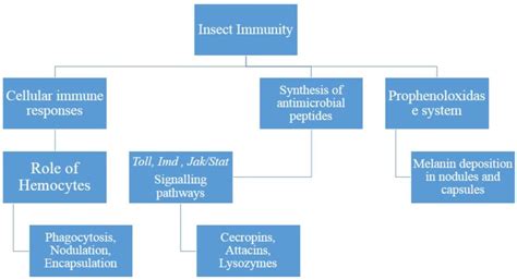 An Overview On The Immune Reactions Of Insects Toward Infectious Objectives Download