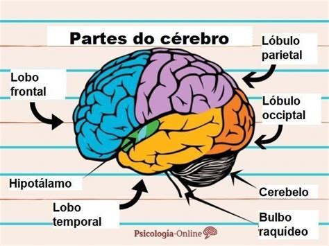 Como Funciona O Cerebro - Como Funciona o CÉREBRO Humano - RESUMO | Anatomia del cerebro humano ...