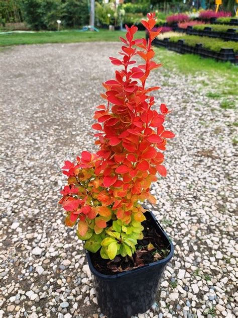 Berberis thunbergii 'Orange Ice' - Záhradníctvo Peter Dedík
