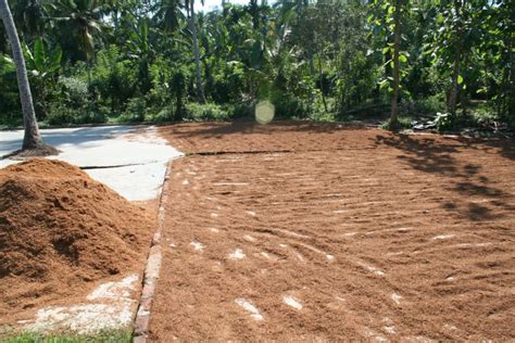 Fibre De Coco Ses Avantages Et Sa Fabrication Dumona