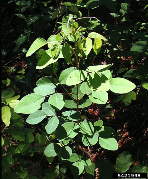 Lespedeza thunbergii (Thunberg's bush-clover): Go Botany