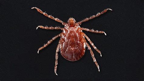 6 Things You Need To Know About The Asian Longhorned Tick