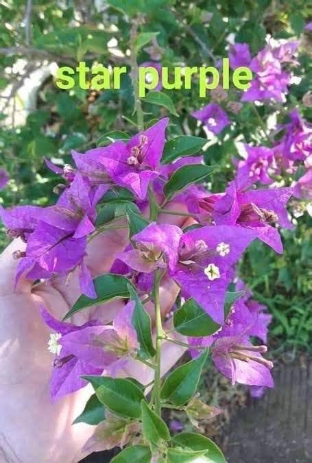 Rare Bougainvillea Cuttings Limited Stocks Only Lazada PH