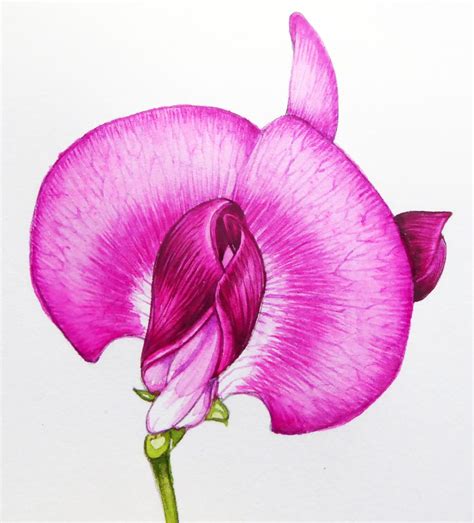 Step By Step Everlasting Sweet Pea Botanical Illustration Lizzie Harper