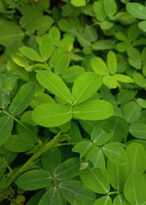 Arachis Pintoi