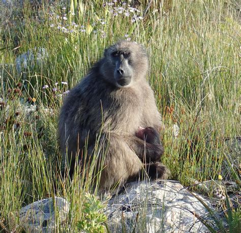 A female baboon with her newborn infant (black natal fur, pink face ...