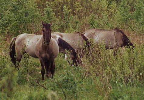 Tarpan – Extinct Equidae