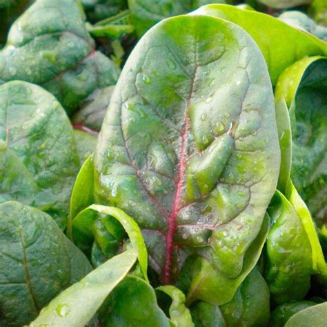 VEGETABLE SPINACH RUBINO F1 Spinach Premier Seeds Direct Ltd