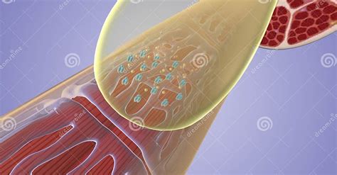 The Sarcolemma of Muscle Fiber Stock Illustration - Illustration of ...