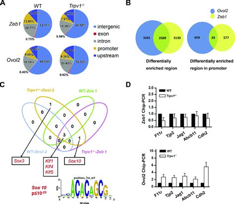 Chip Sequencing Data Analysis And Chip Pcr A Chip Seq Analysis Shows