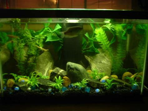 Photo #1 - A 10 Gal Fish Tank We Have. New Home To Our 3 Yea...