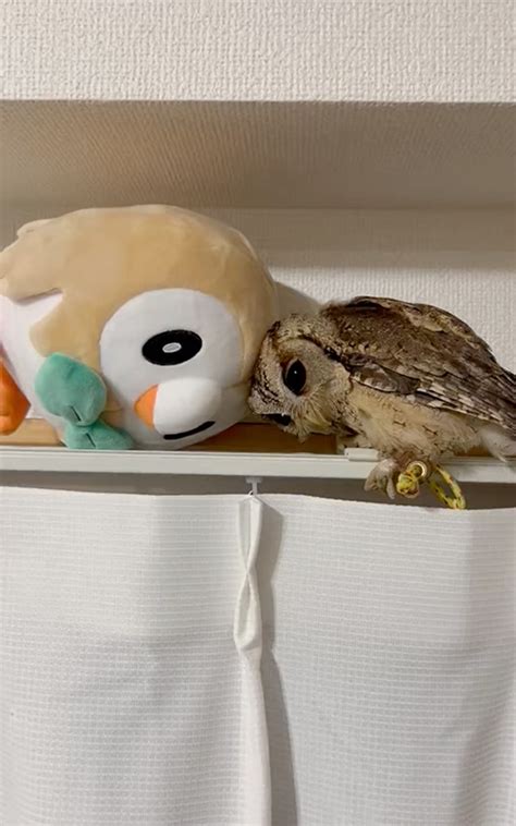 フクロウが大好きなモクローとぴったんこ！ 一緒に入られて幸せ～な光景に「同じ体制なの可愛すぎか」「尊い！」 Ltma2304moka01