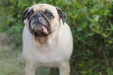 Cachorro Babando O Que Pode Ser - O Que Pode Ser Quando o Cachorro Está Babando? | Mundo Ecologia