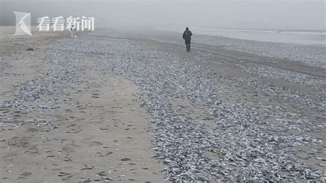 智利海滩惊现成千上万死鱼 水中检测出叶绿素 搜狐大视野 搜狐新闻