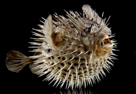 Dried Puffed Up Puffer Balloon Fish Stock Photo - Download Image Now ...